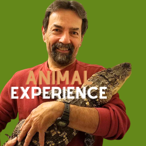 man holding baby alligator with text animal experience
